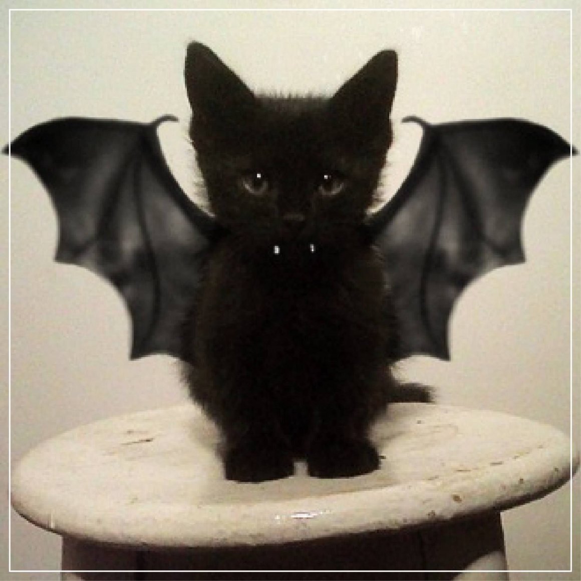 Летучая кошка