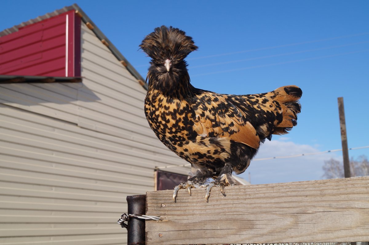 Куры Павловская золотистая