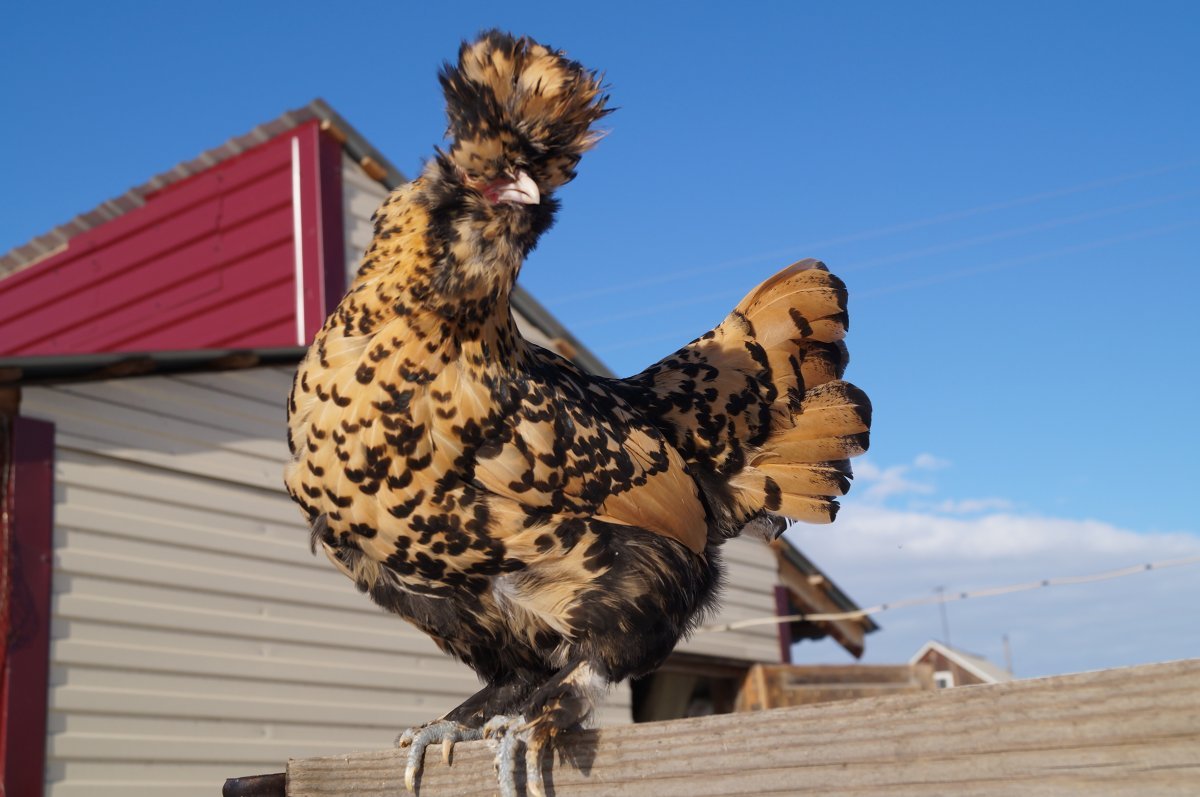 Павловская Золотая порода кур