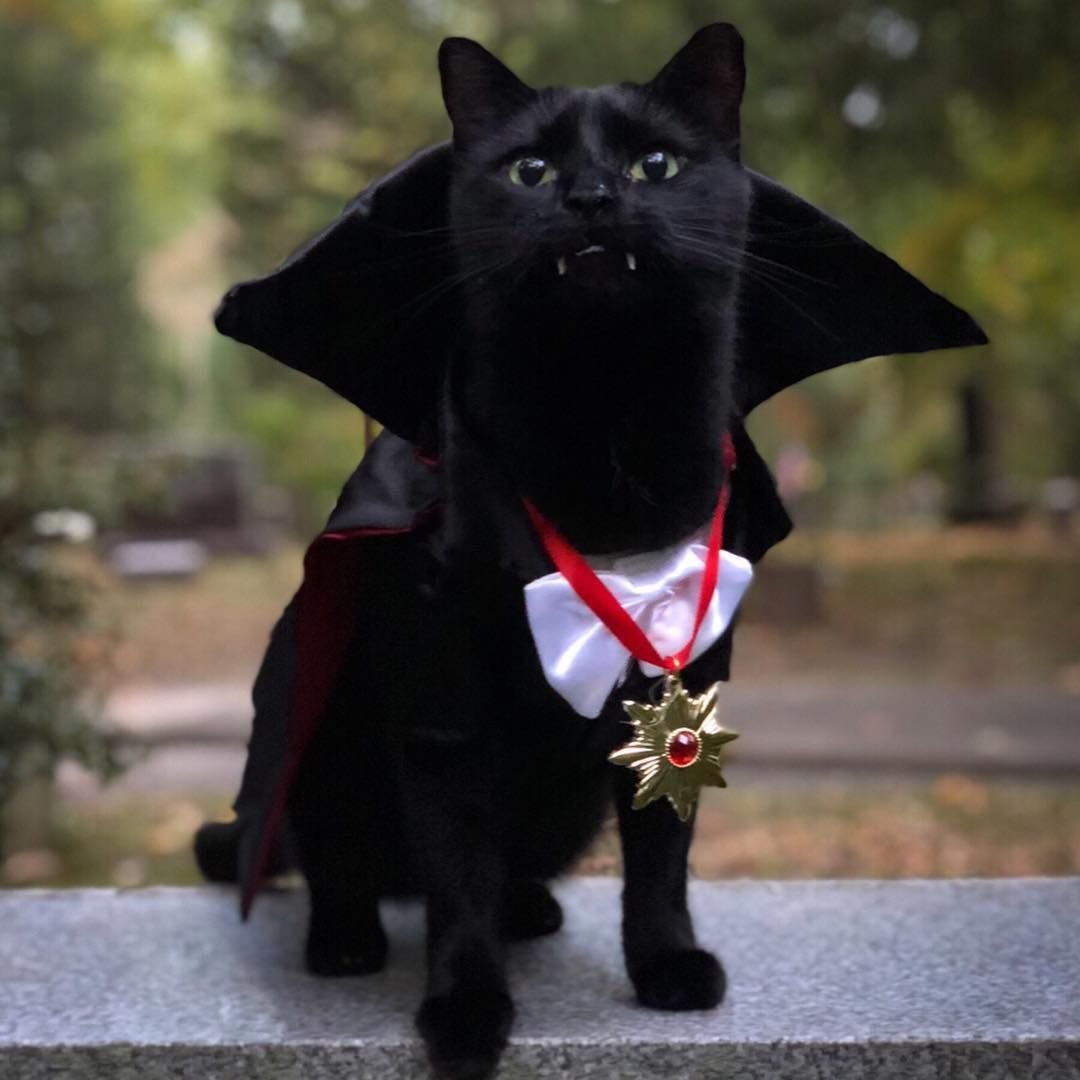 Костюм Дракулы для кота