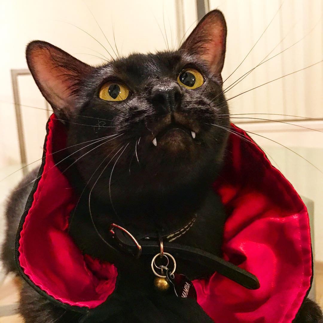 Кот вампир Монк