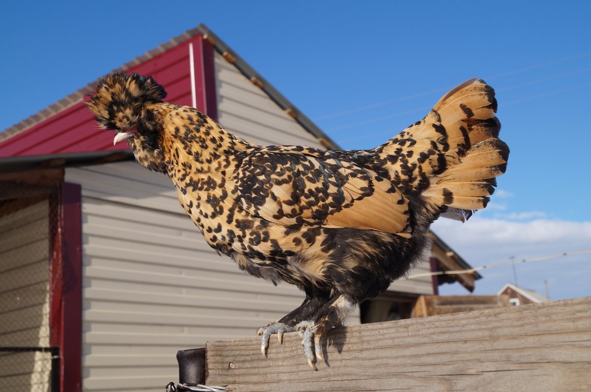 Куры Павловская золотистая