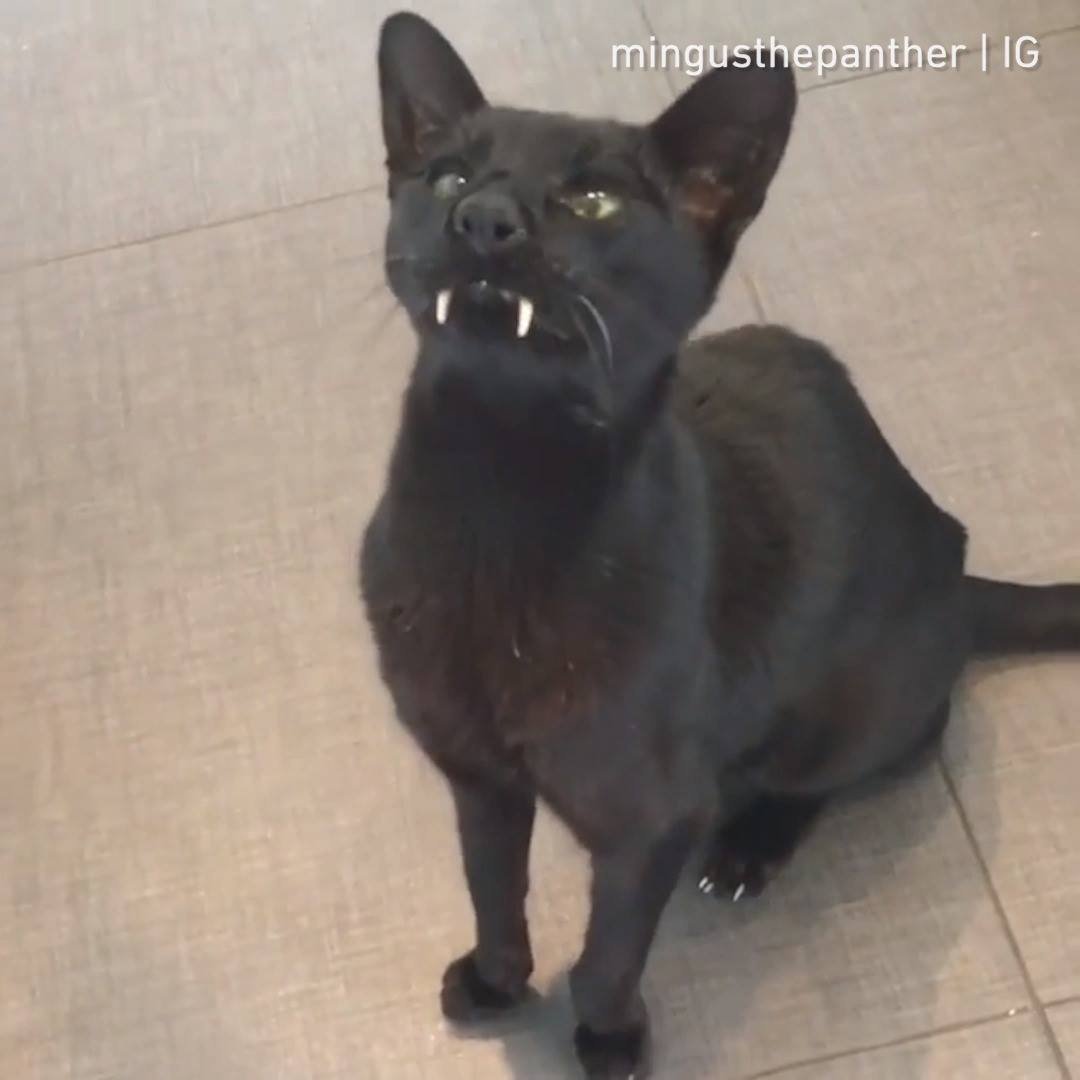 Если бы у Дракулы был кот