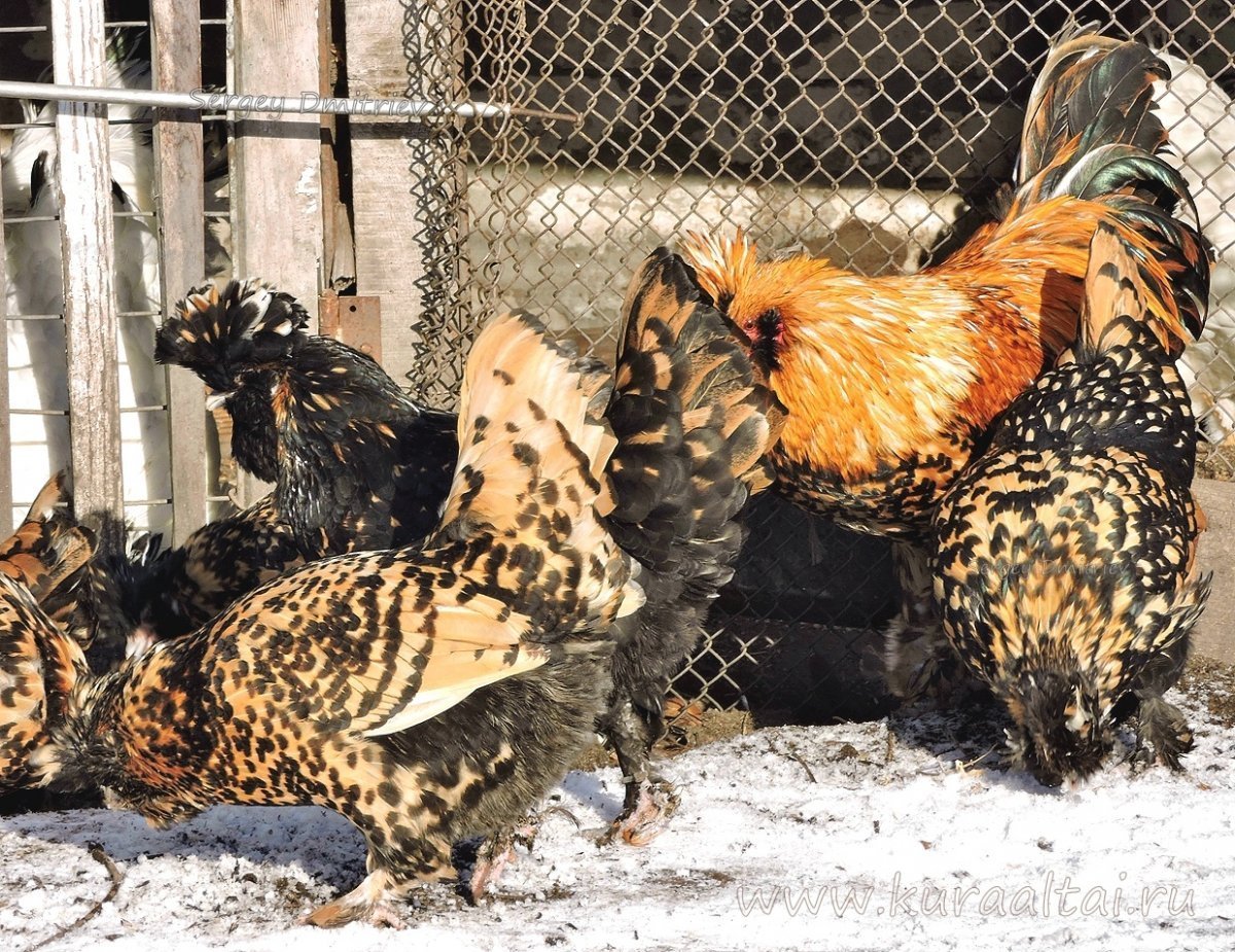 Павловская Золотая порода кур