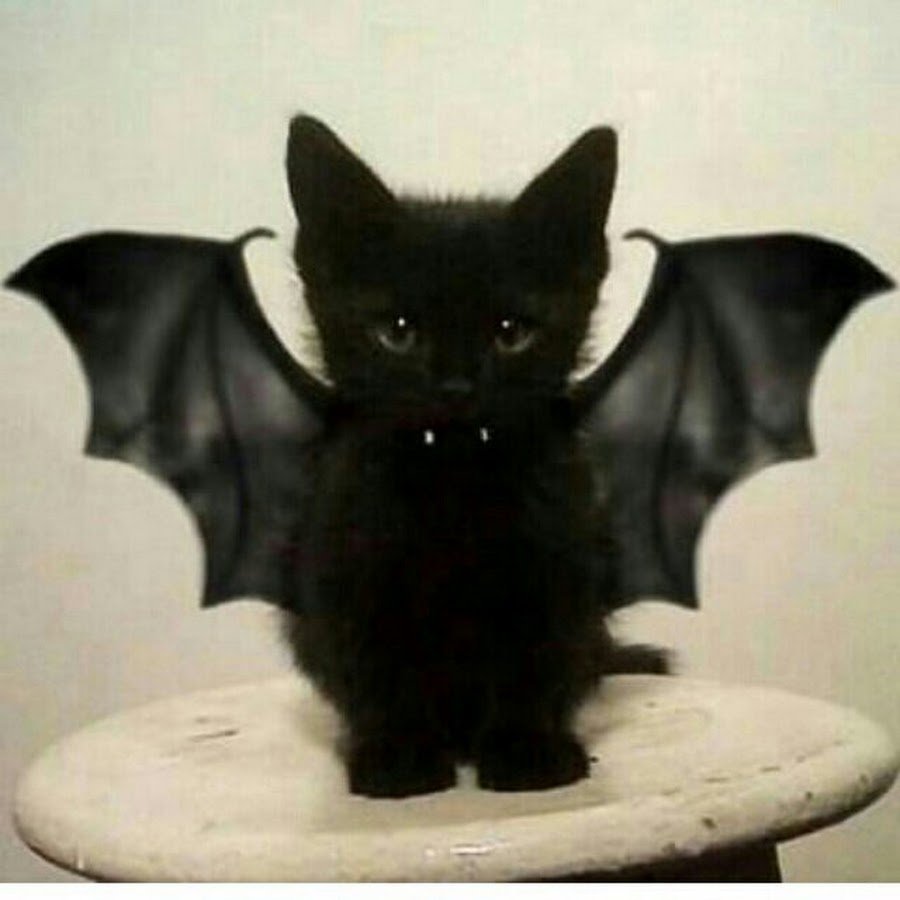 Черный котенок с крыльями