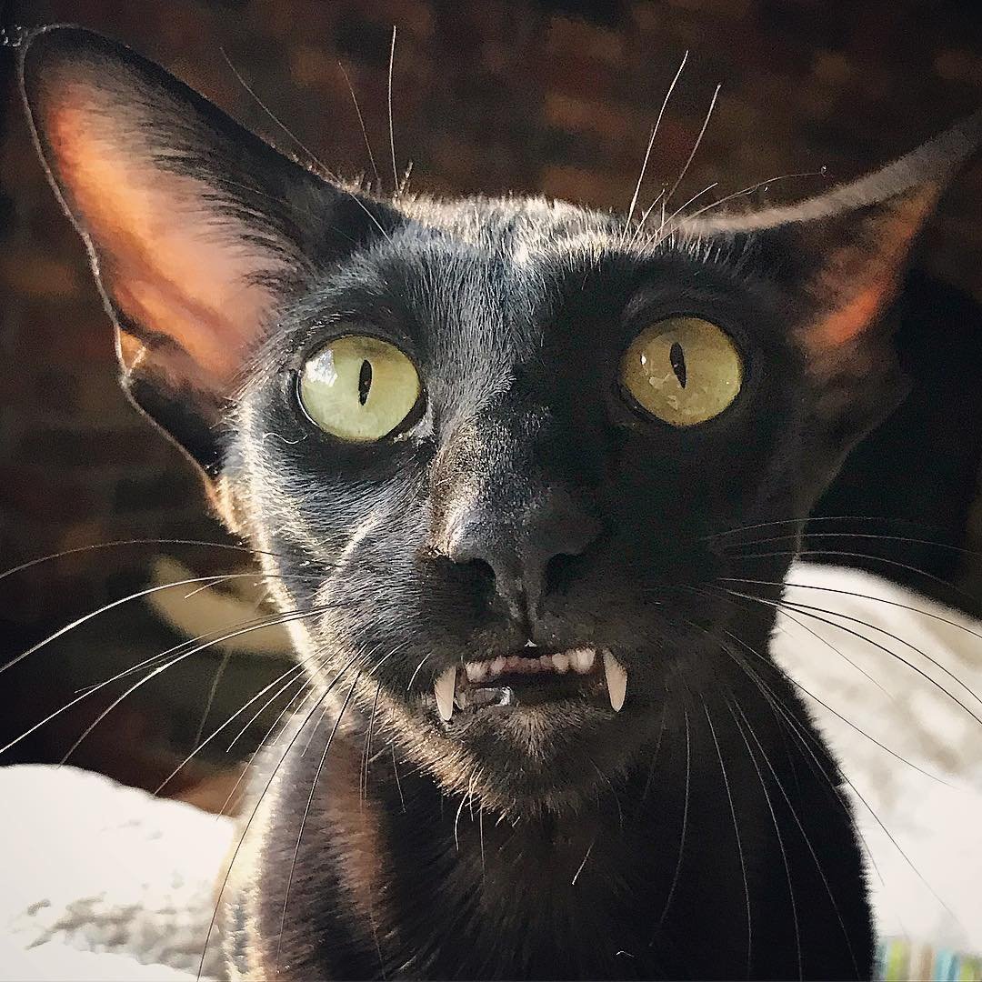 Ориентал Дракула кот