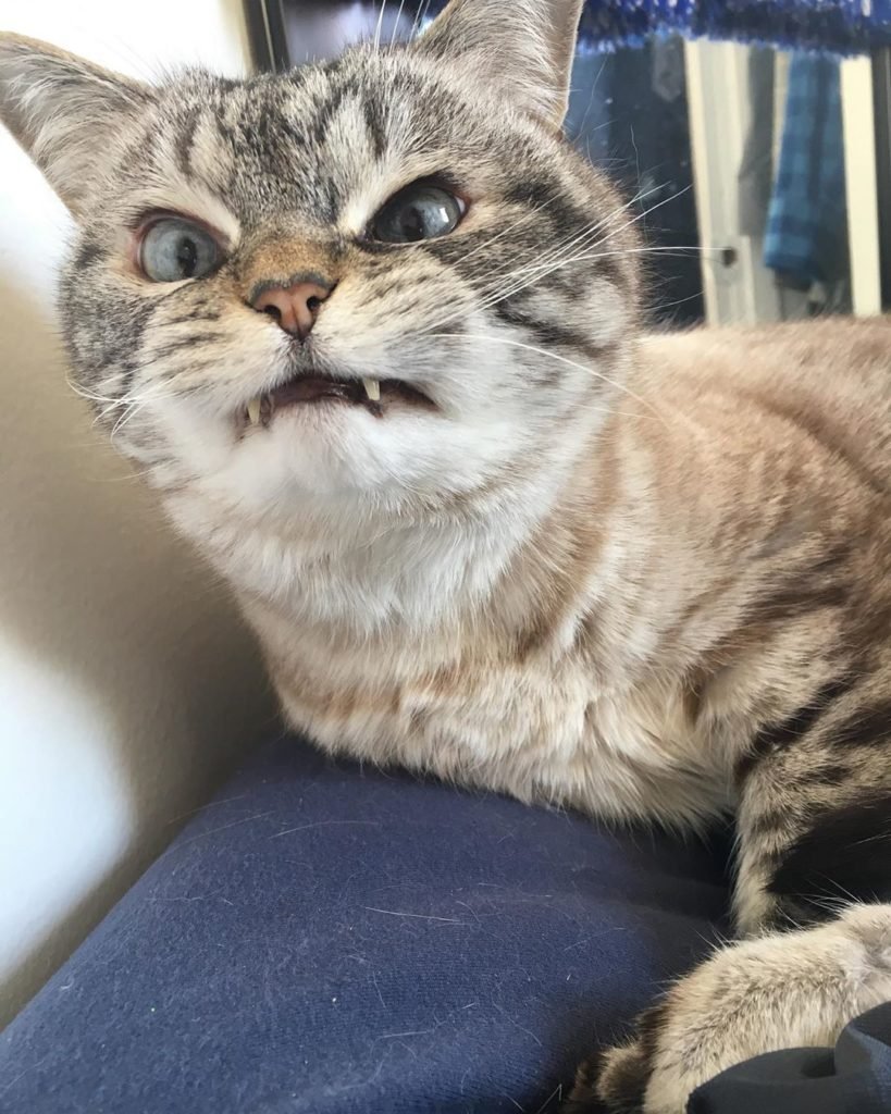 Кот с сигарой арт