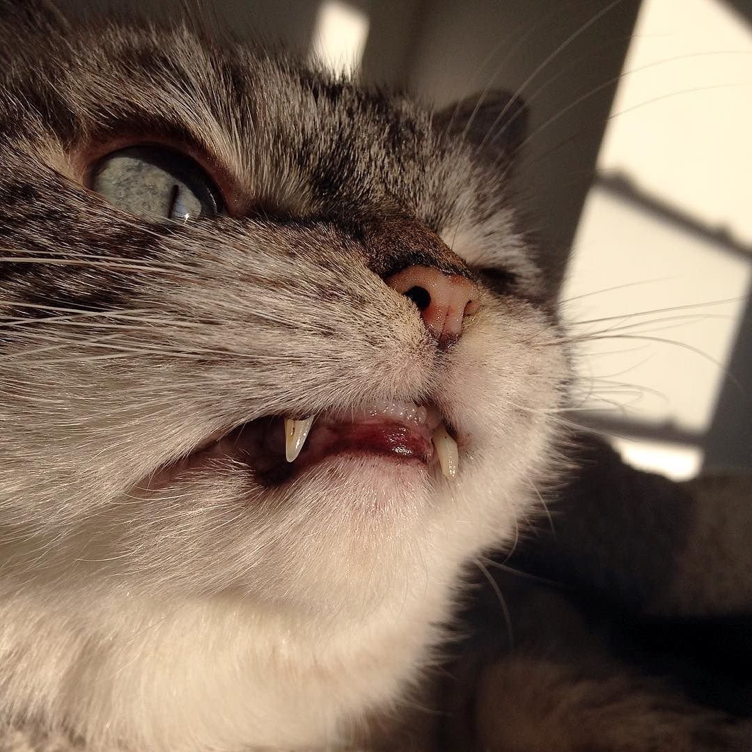 Злой кот из мема