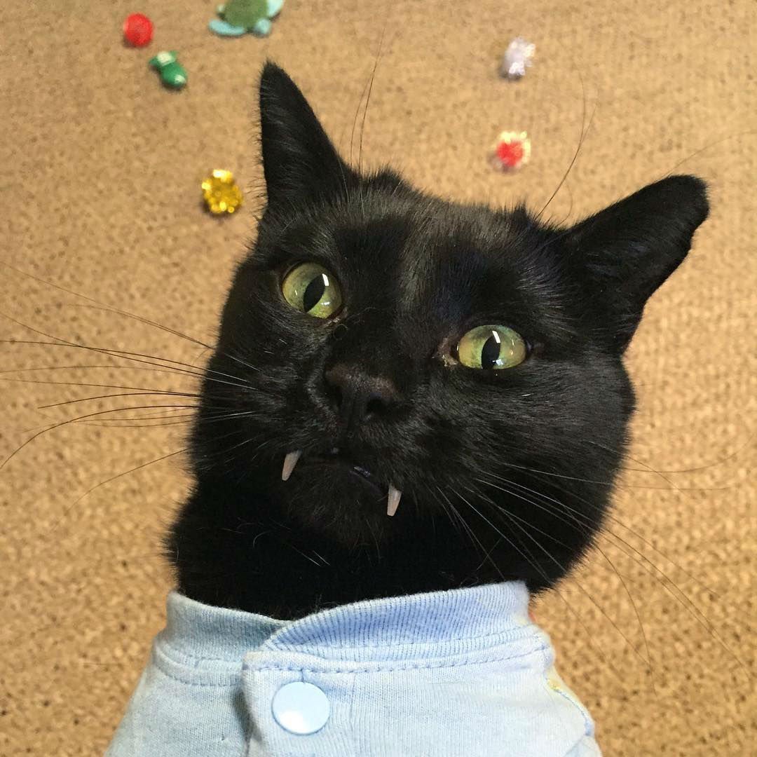 Черный кот вампир