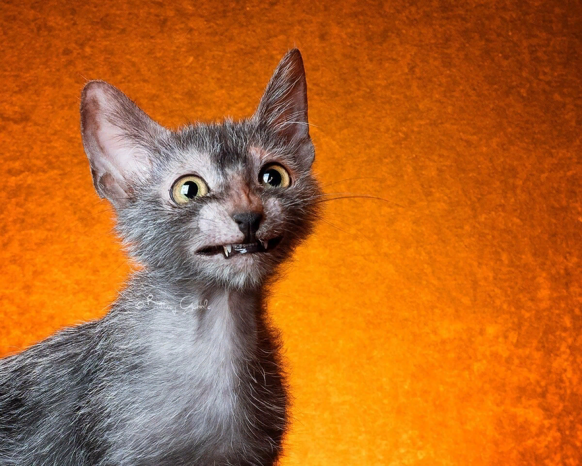 Порода кошек Ликой