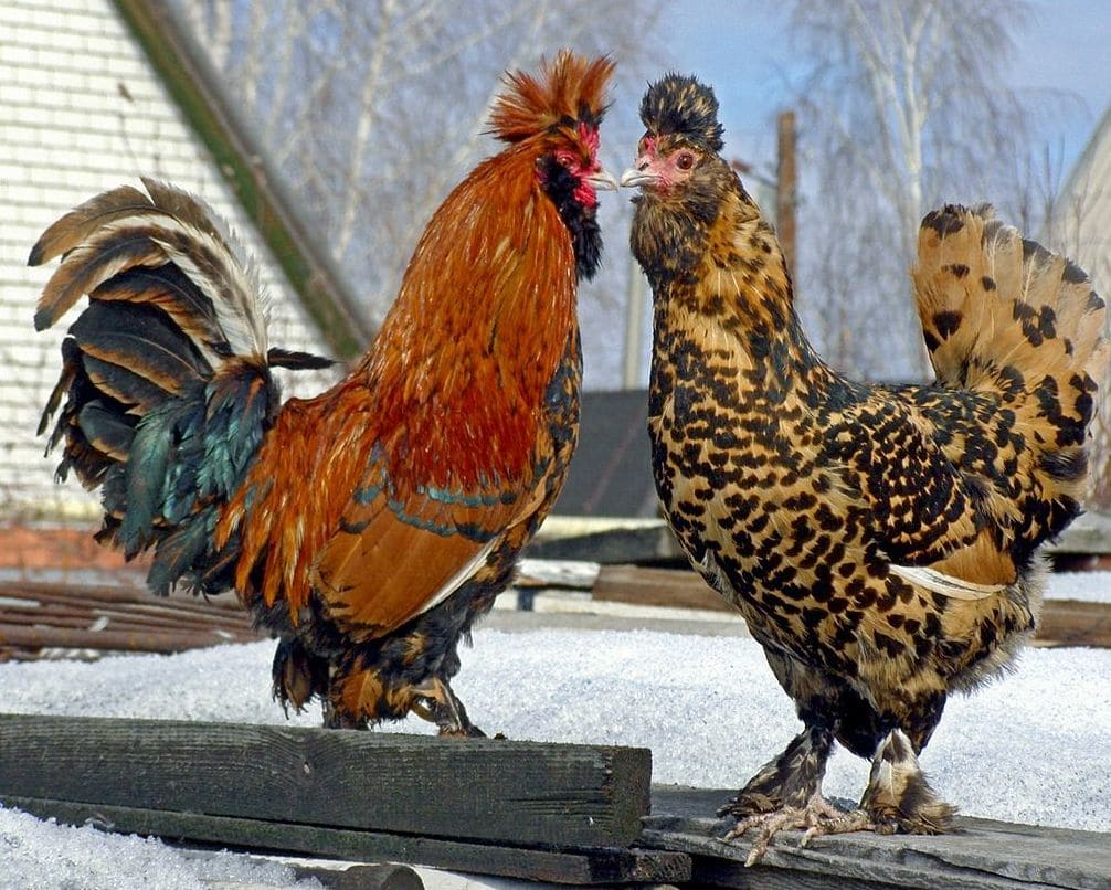 Павловское золото порода кур