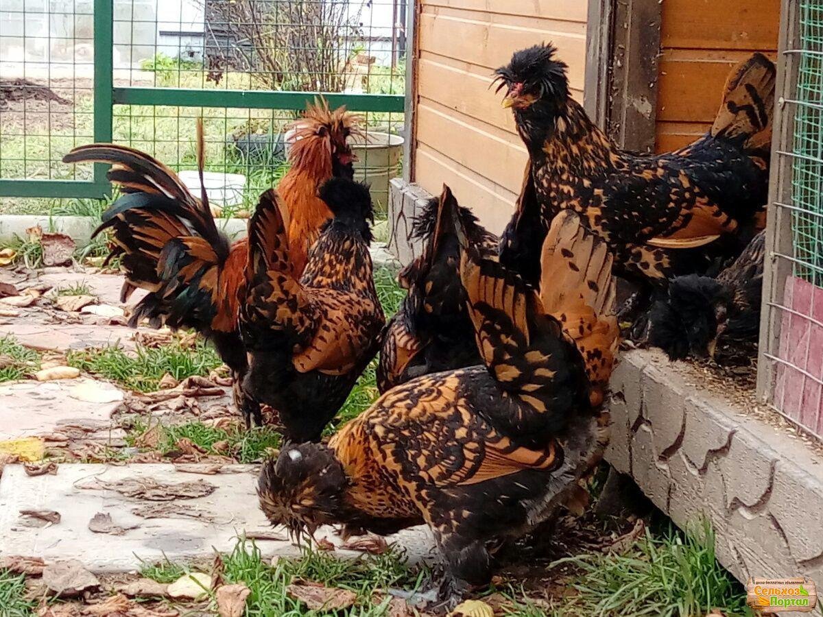 Куры Павловские золотистые