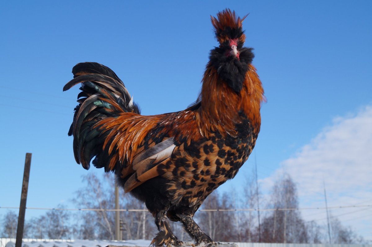 Павловская золотистая порода