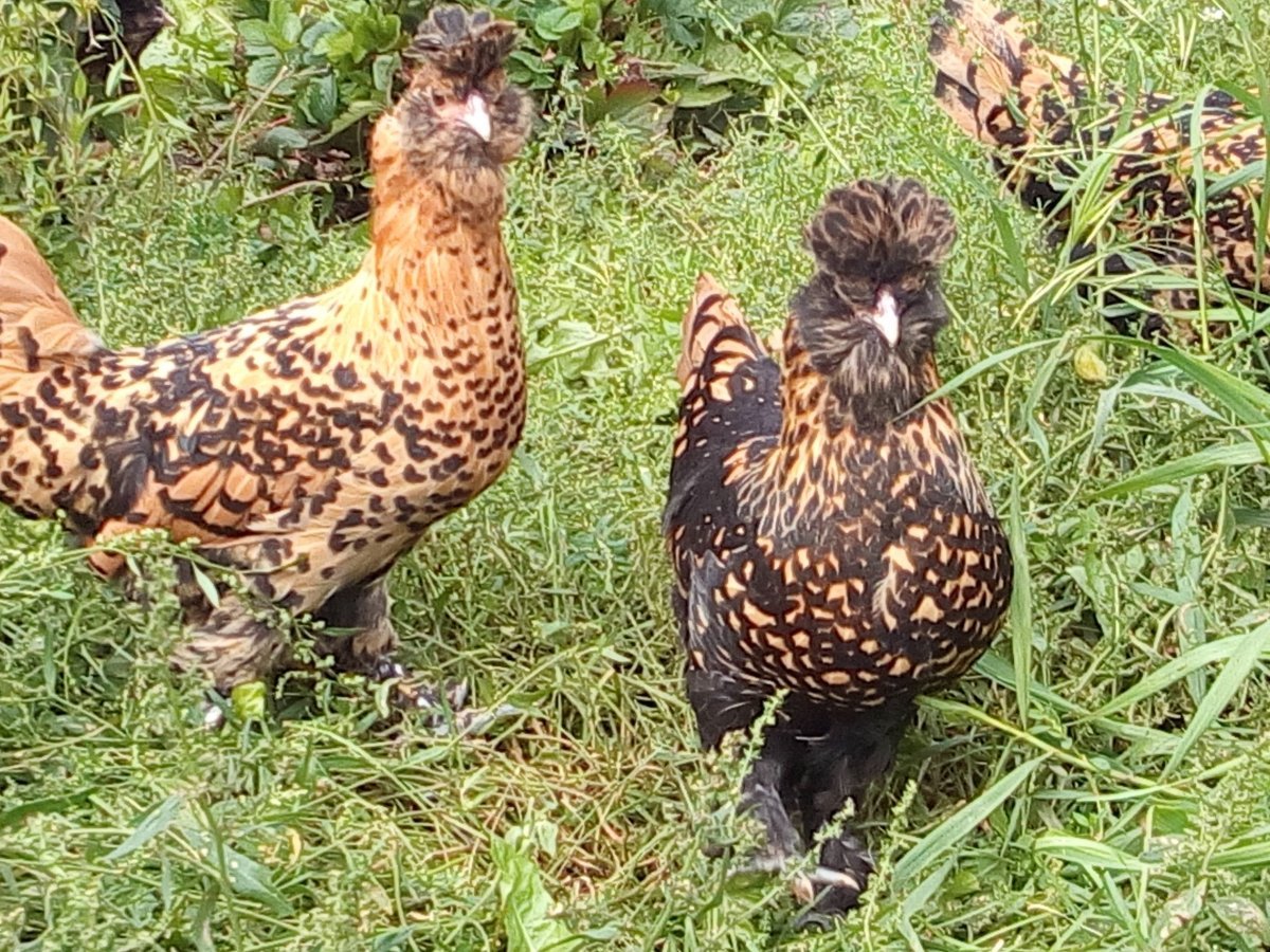 Падуан курчавый