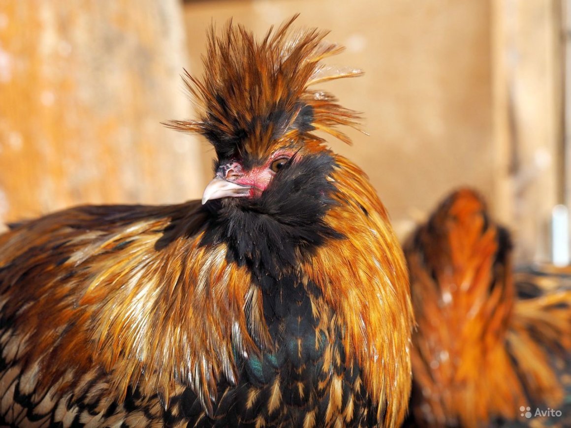 Павловский хохлатый петух