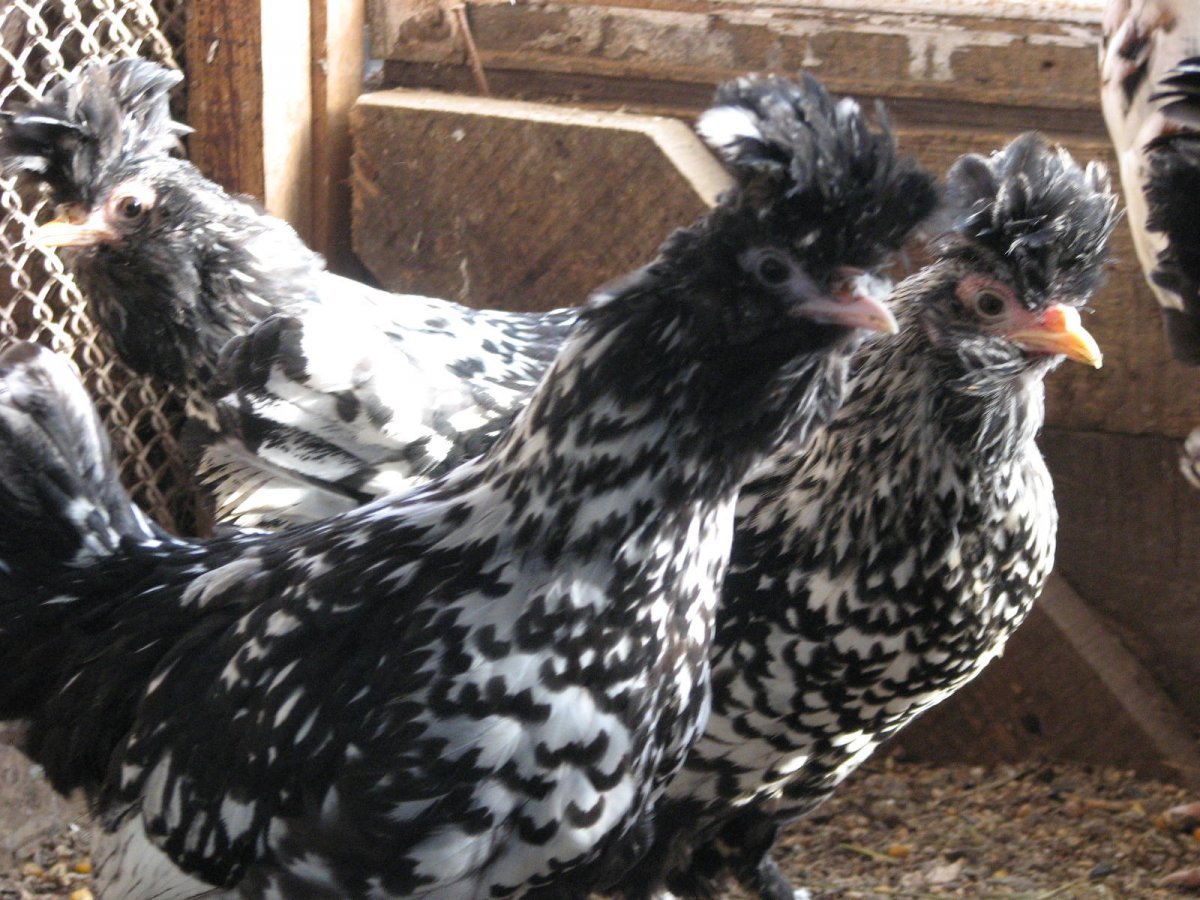 Виандот серебристый черноокаймленный