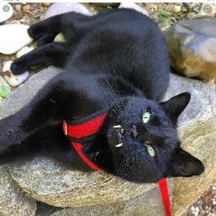 Кот Дракула порода