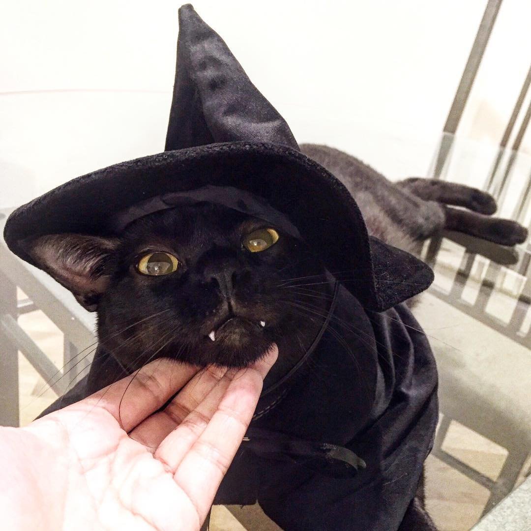 Кот вампир порода название