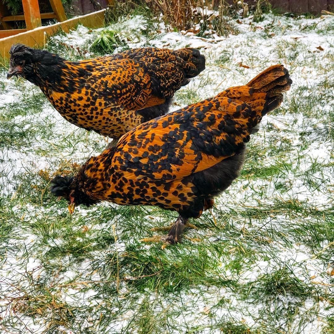 Павловская золотистая порода