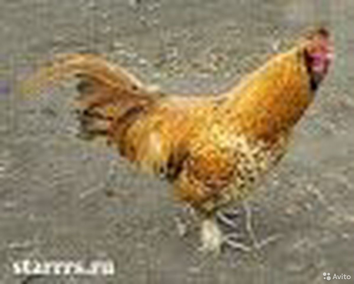 Желтый петух порода