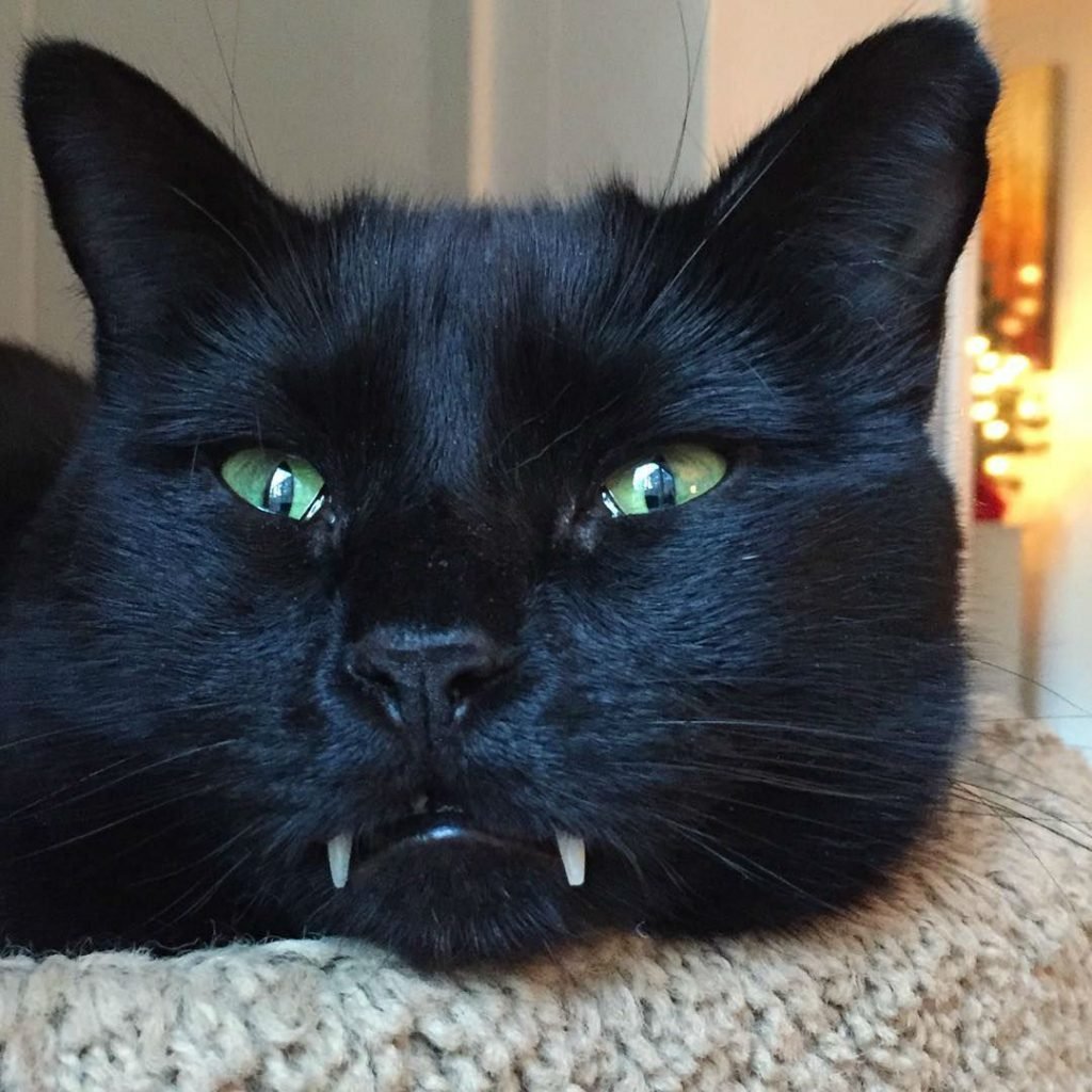 Черный кот вампир