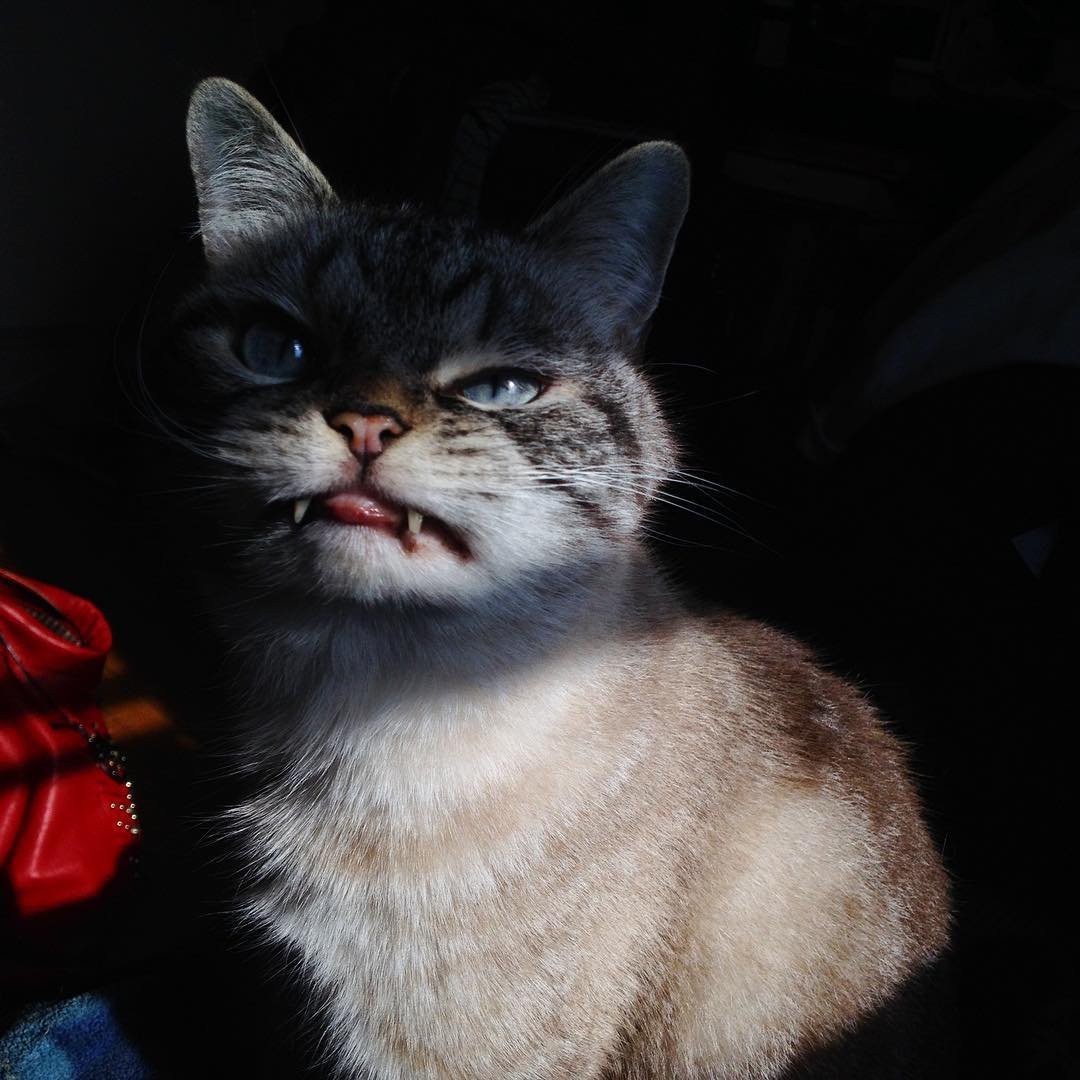 Кот со страшной мордой