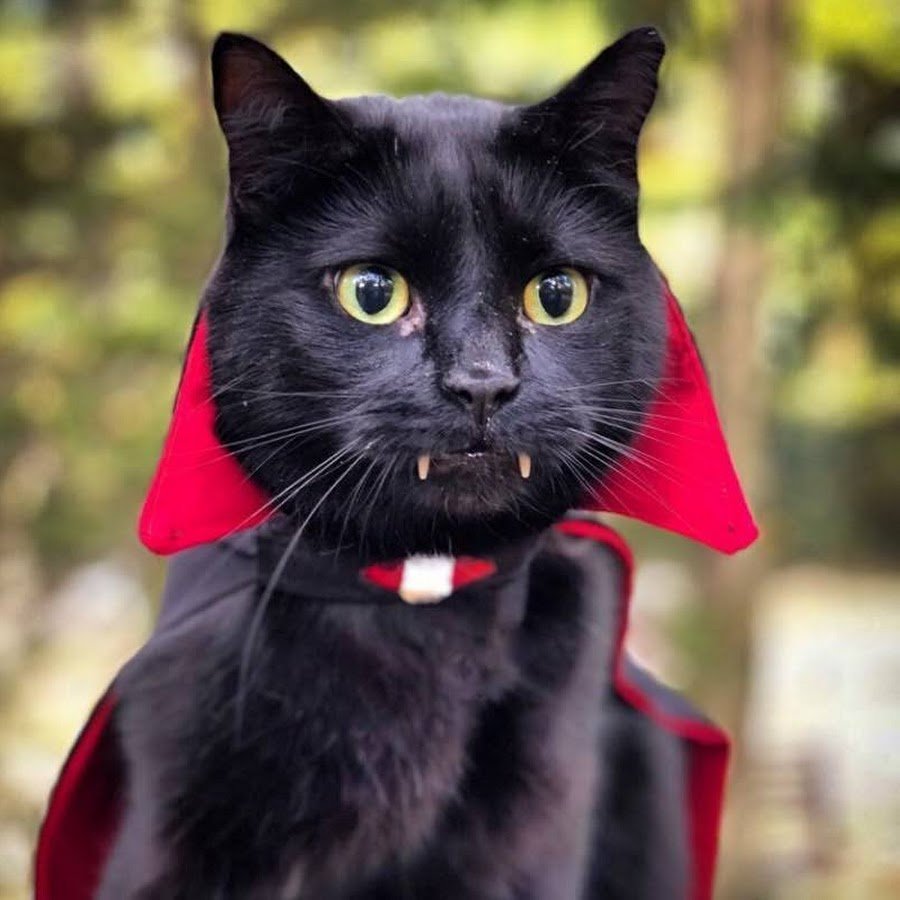 Граф Мрякула кот