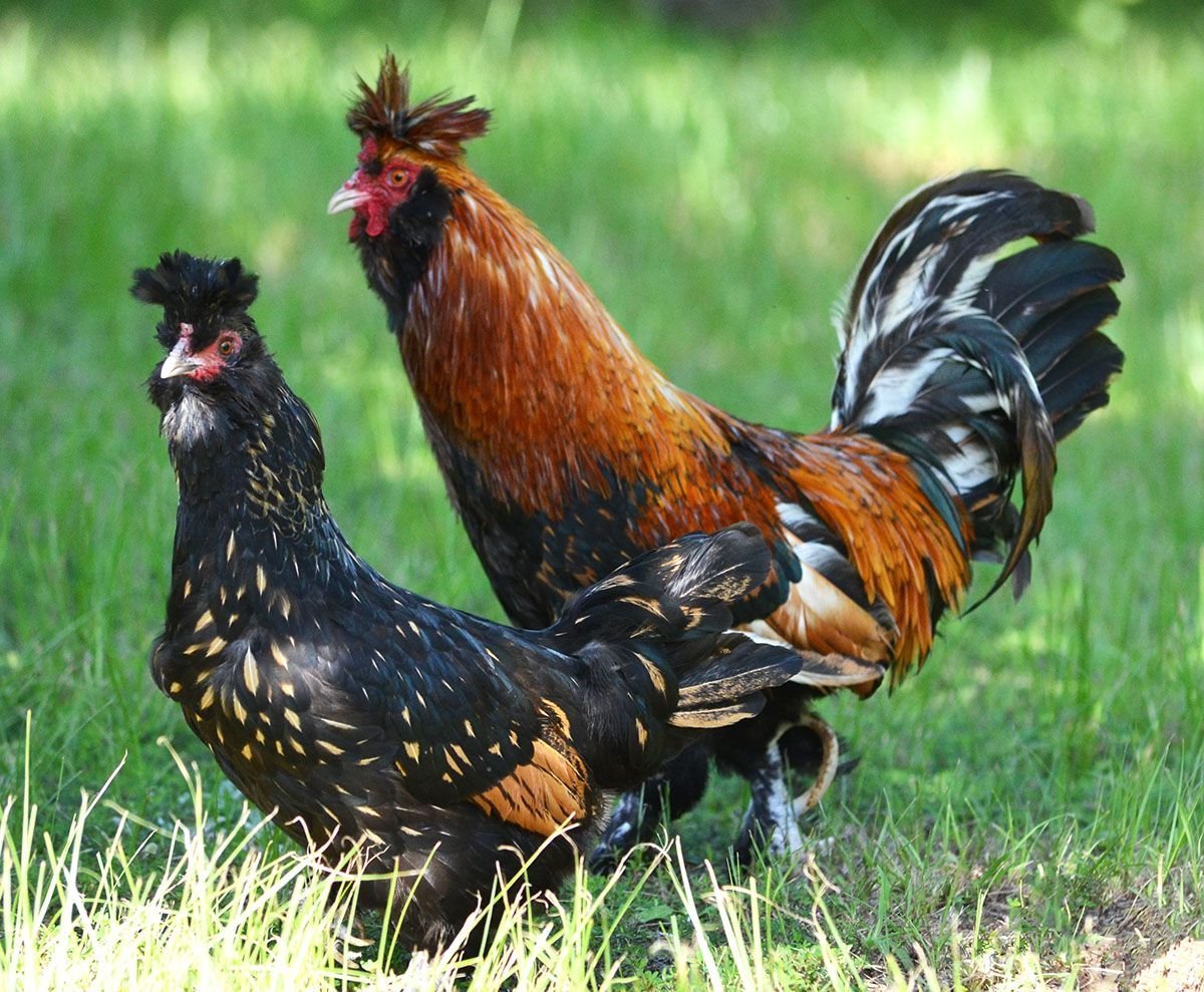 Павловская золото порода кур