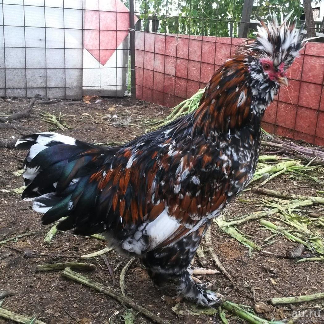 Павловская хохлатая