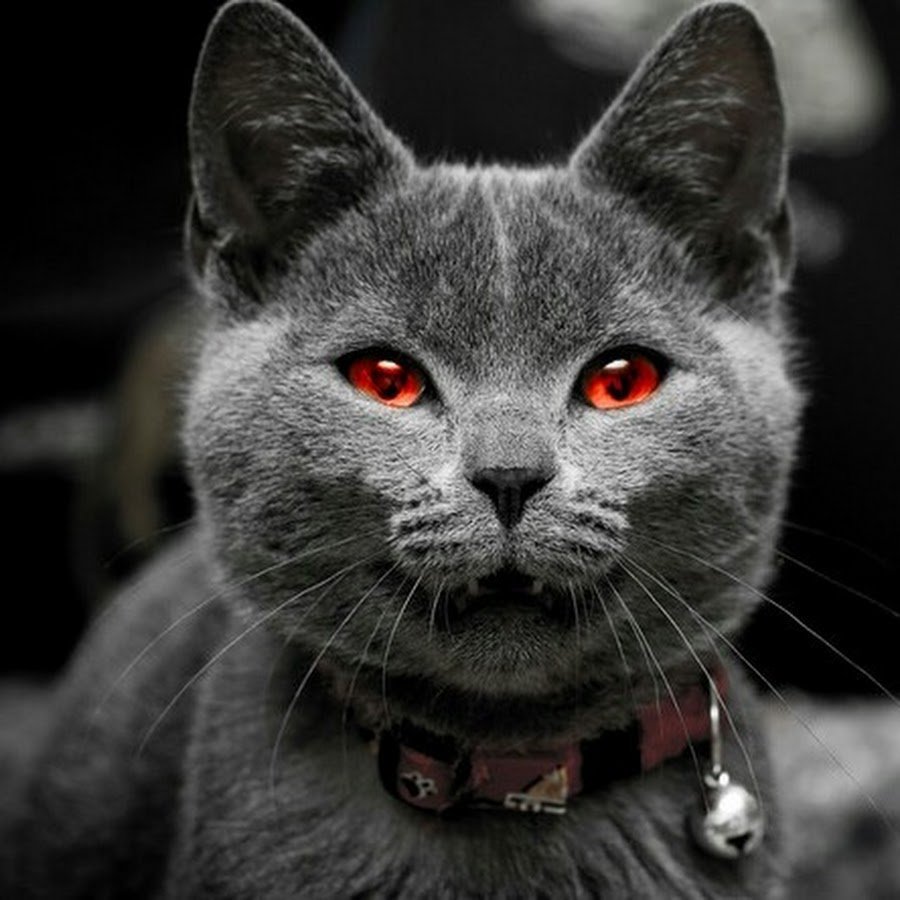 Зловещий кот