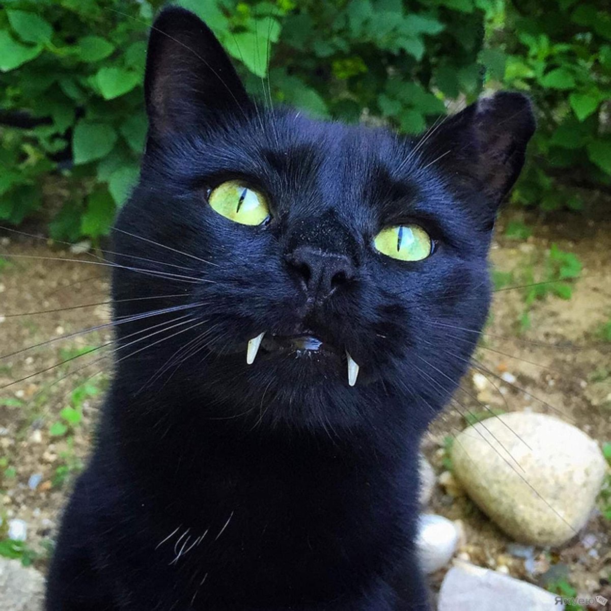 Граф Мрякула кот