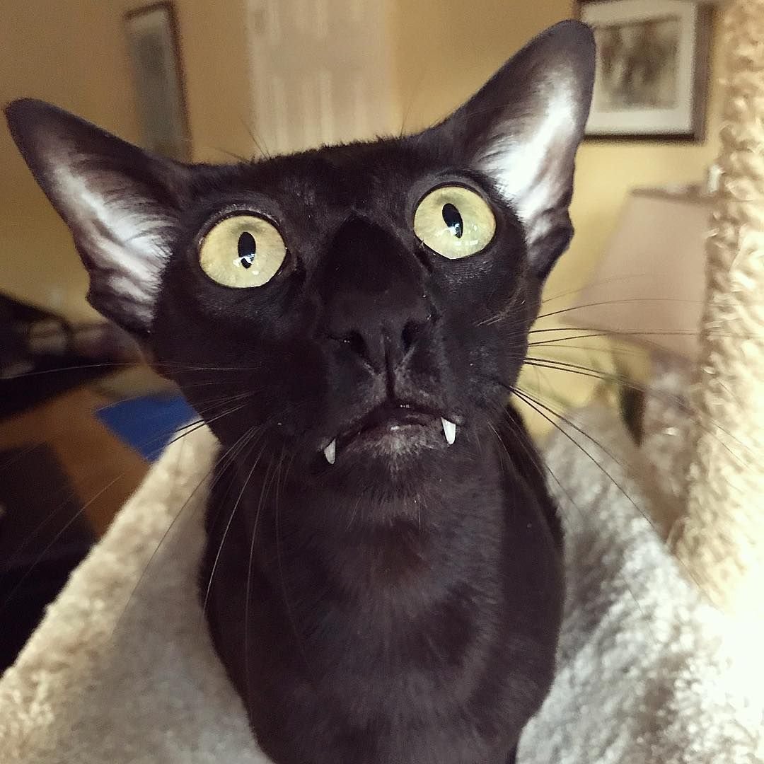 Котик готов