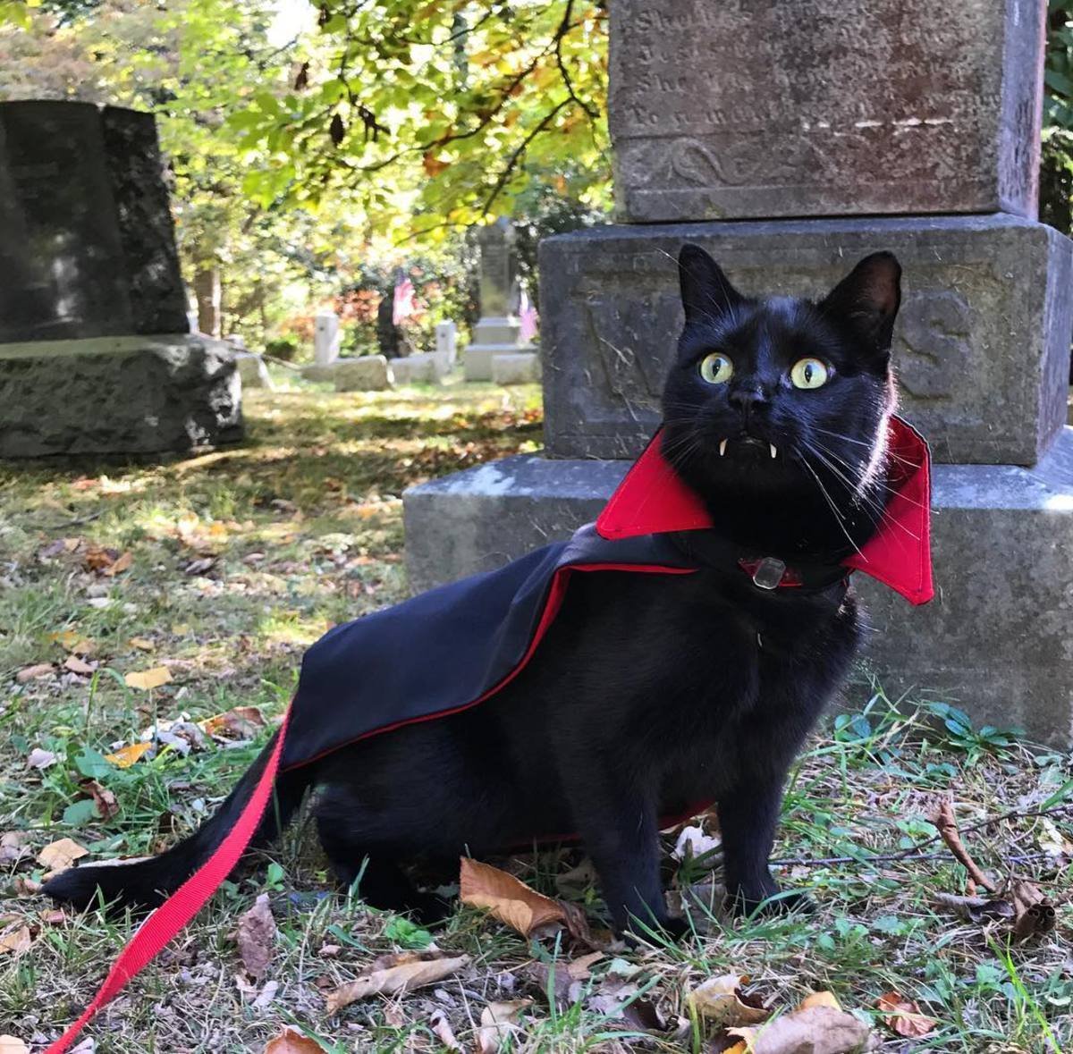 Граф Мрякула кот