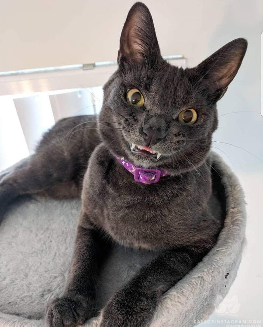 Кот вампир порода