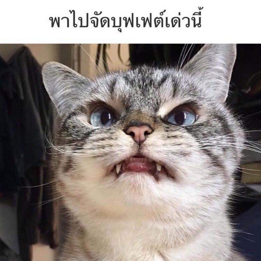 Лысые кошки арт