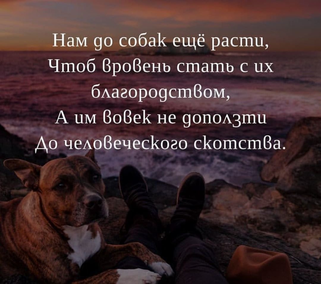 Собака Розенбаума