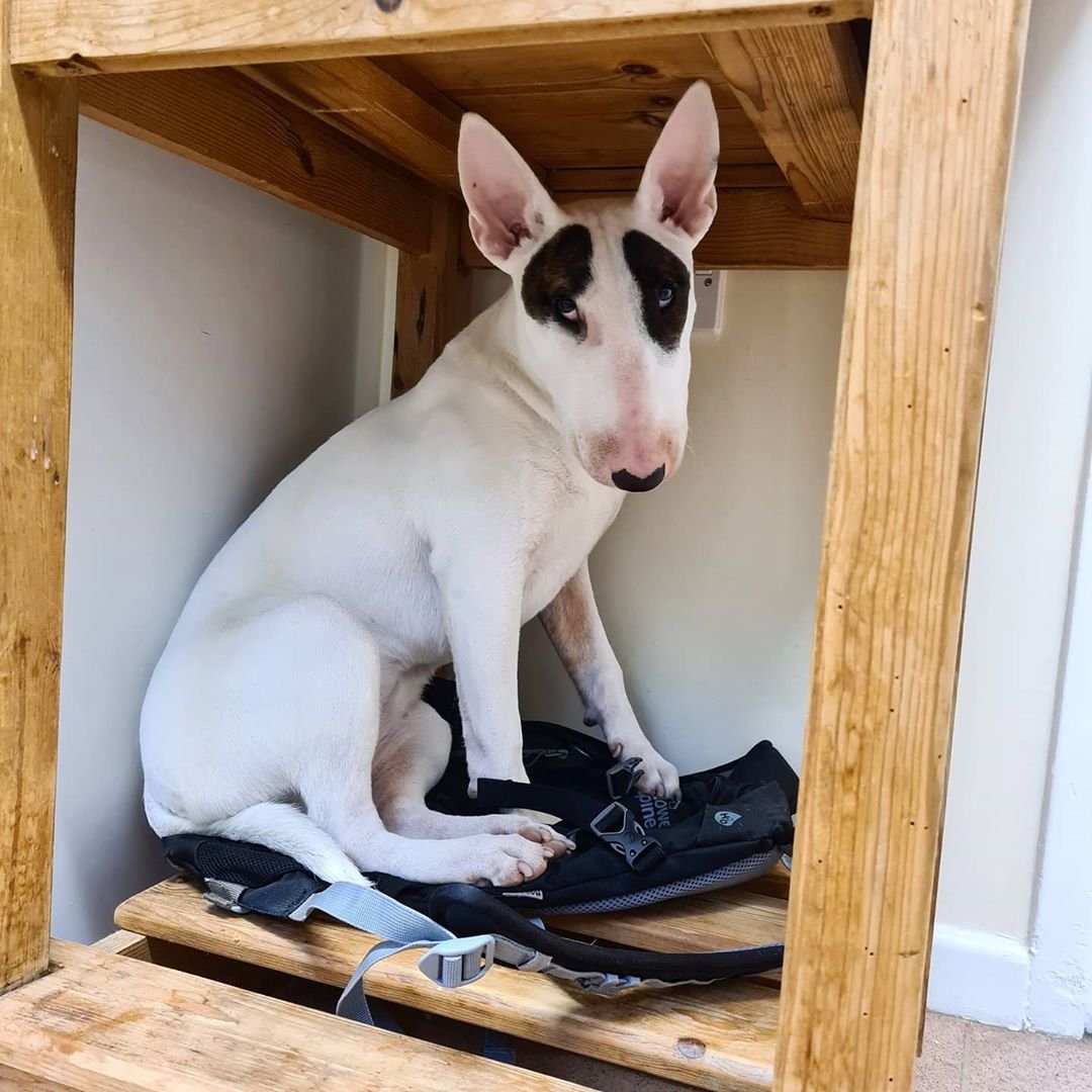 Милые щеночки