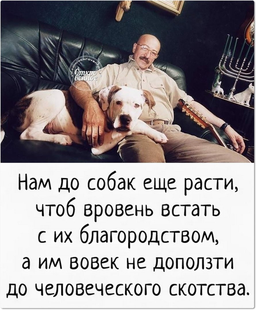 Нам до собак еще расти чтоб вровень
