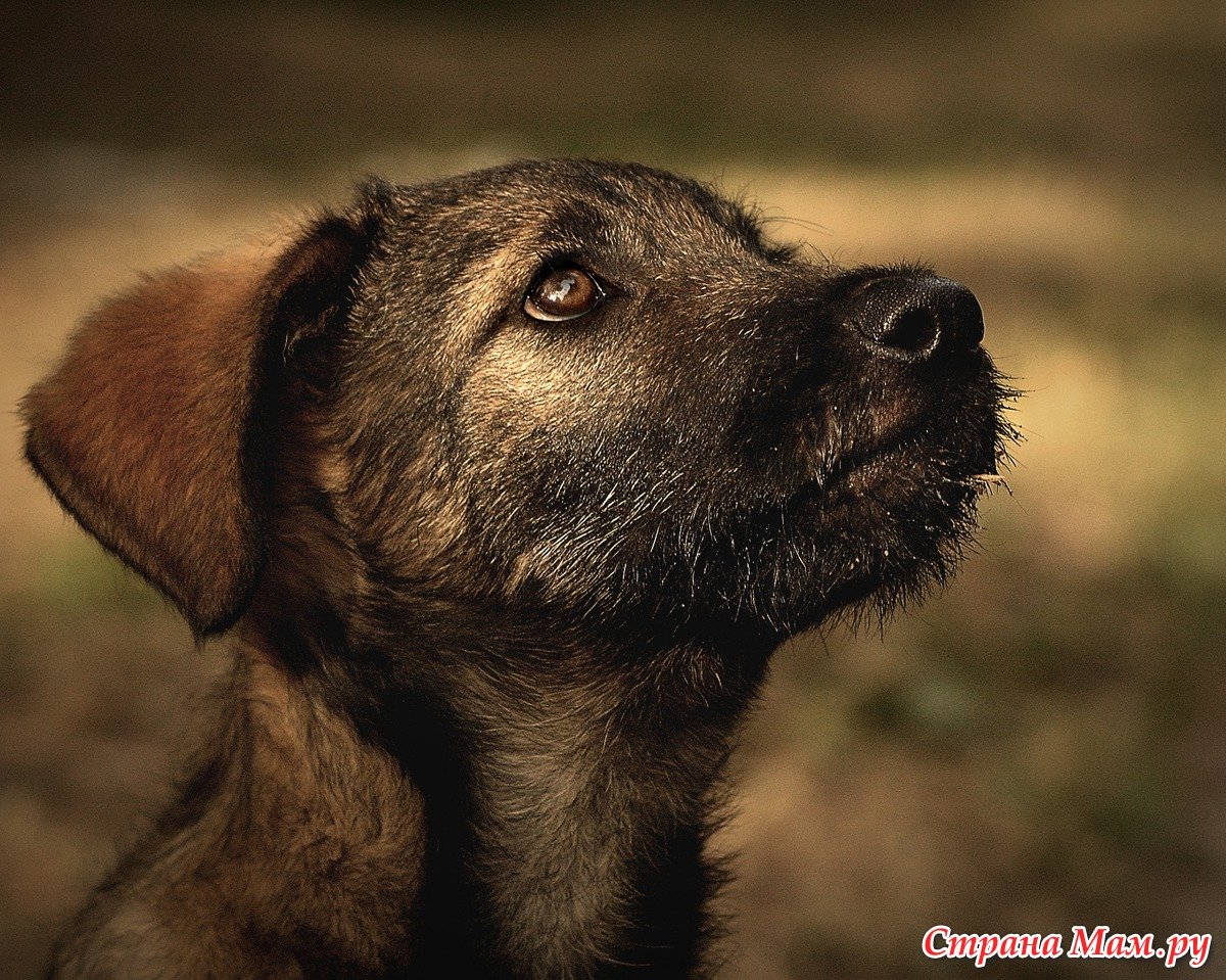 Памятник собаке