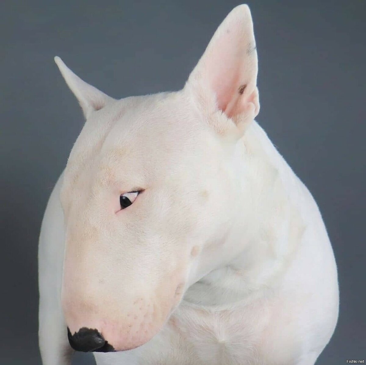 Диван для собаки