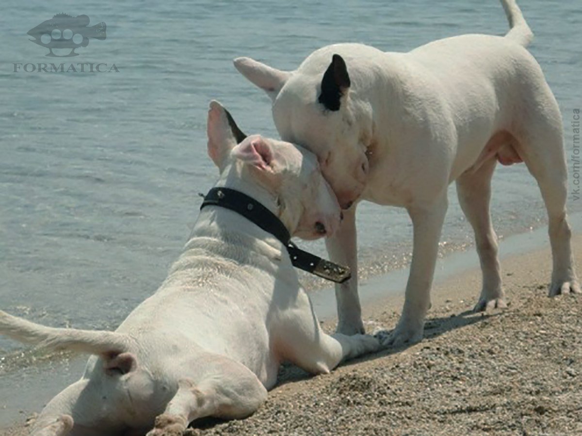 Стих про собаку