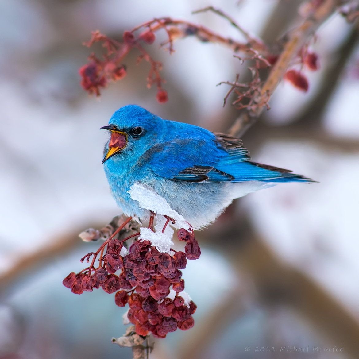 Голубые сиалии