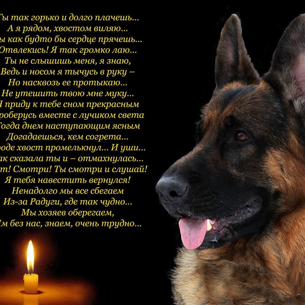 Цитаты про собак