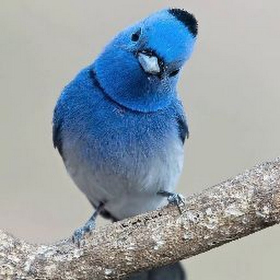 Hypothymis azurea птица