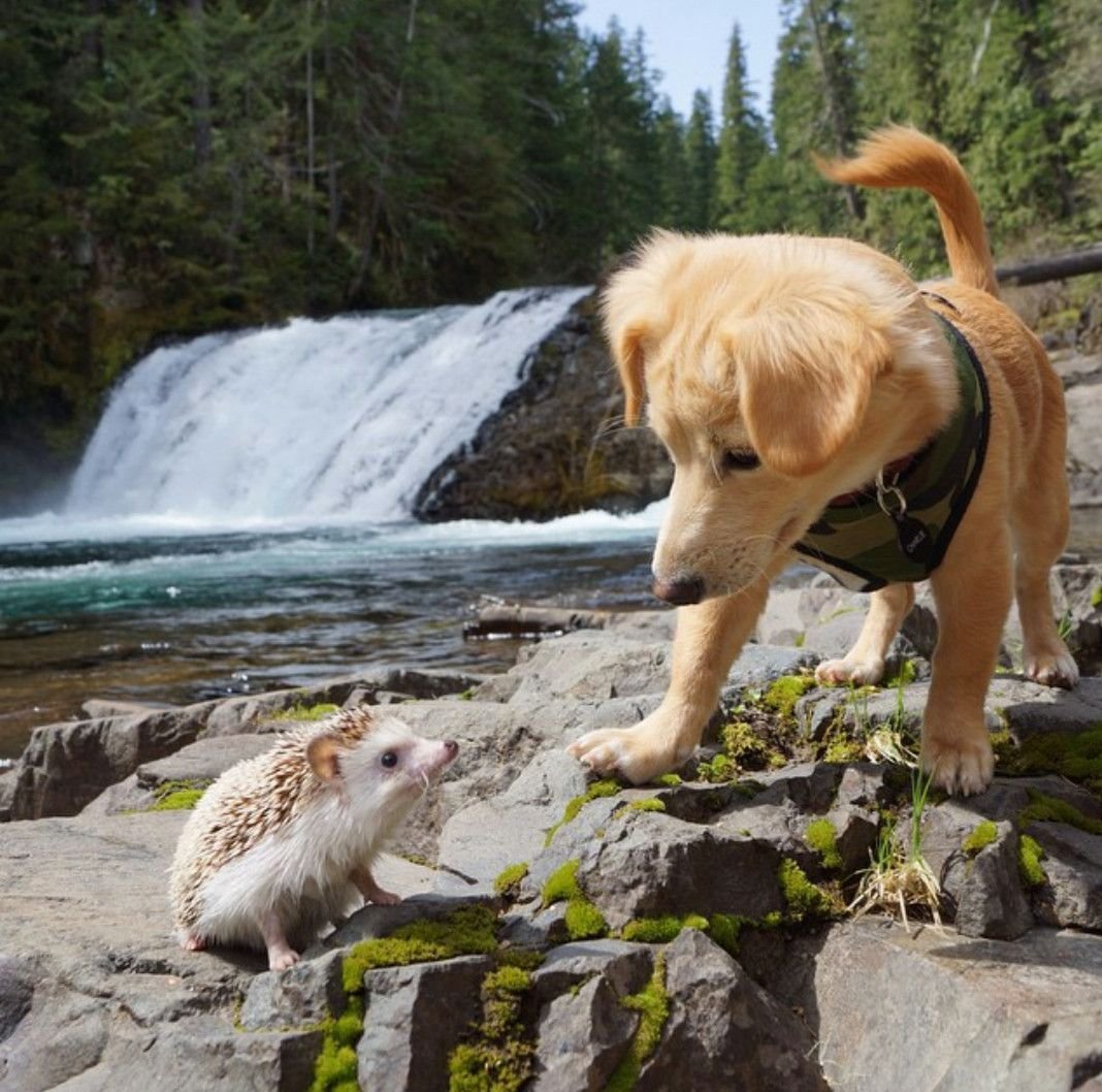 Валентин Гафт стих про собаку