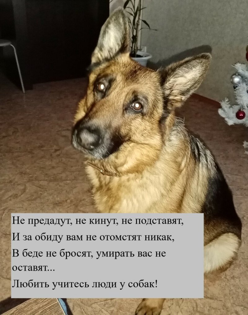 Стих про собаку