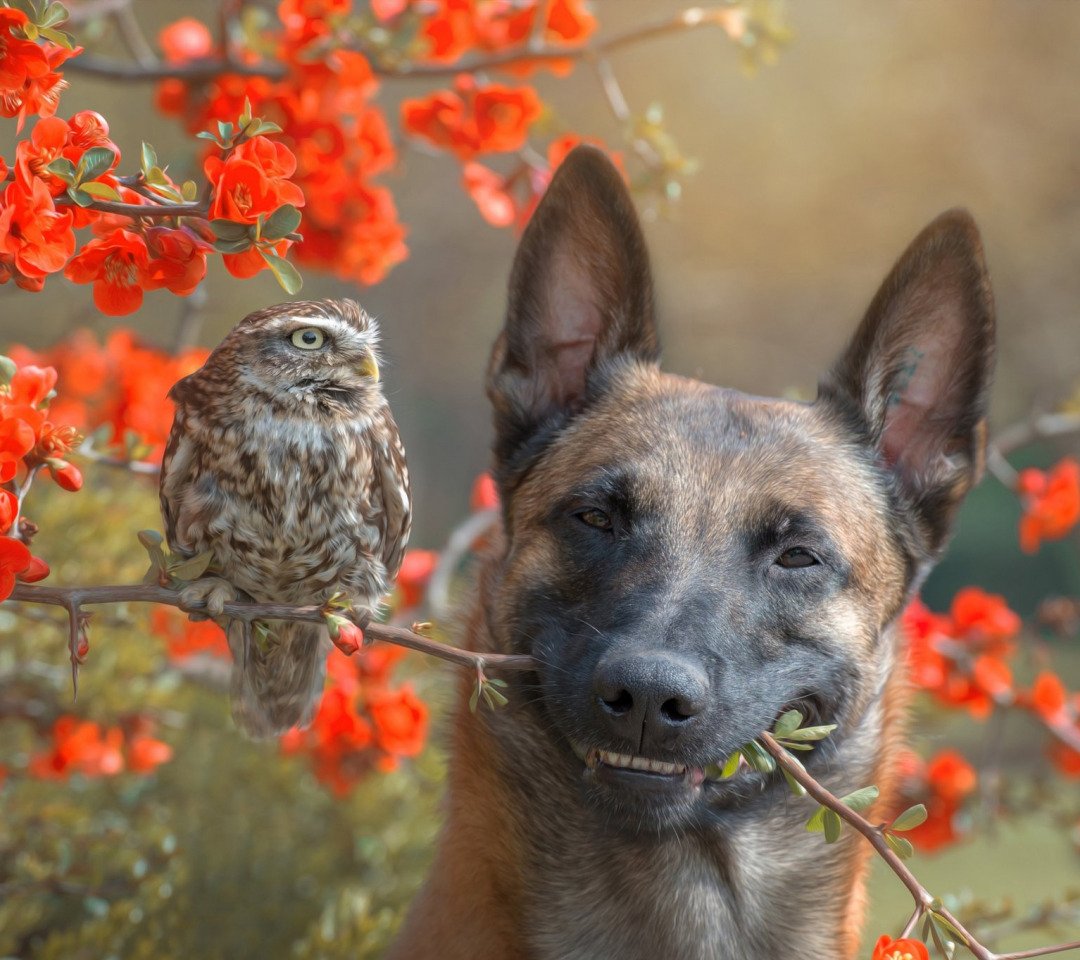 Собака задумалась ме