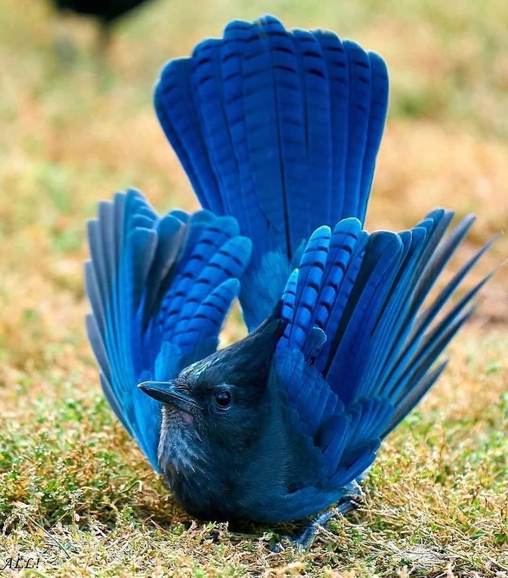 Синяя птица