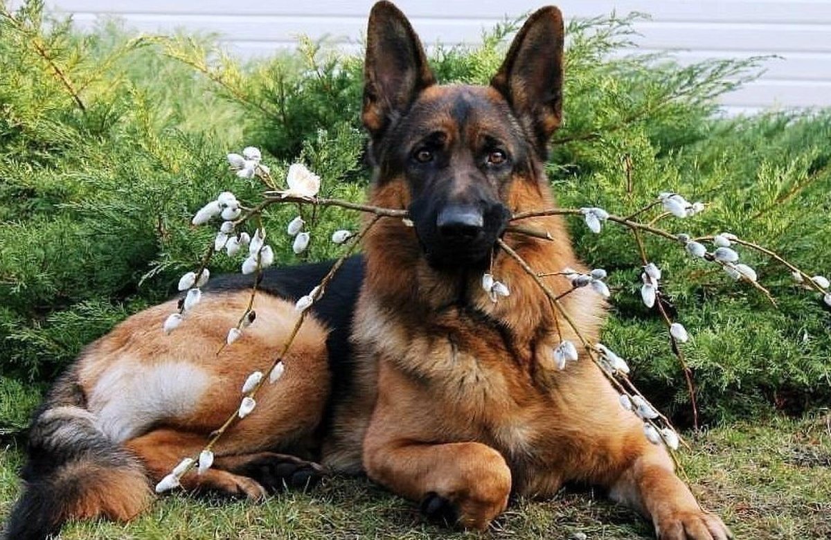 Волк и собака