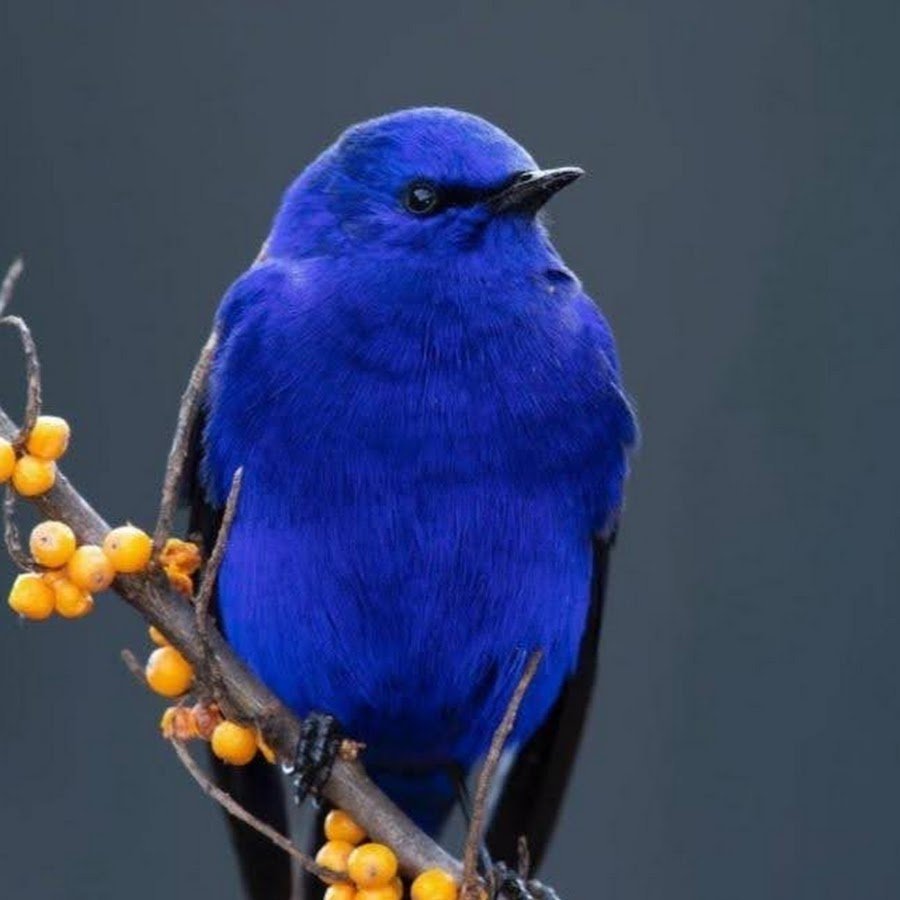 Terpsiphone cyanescens)